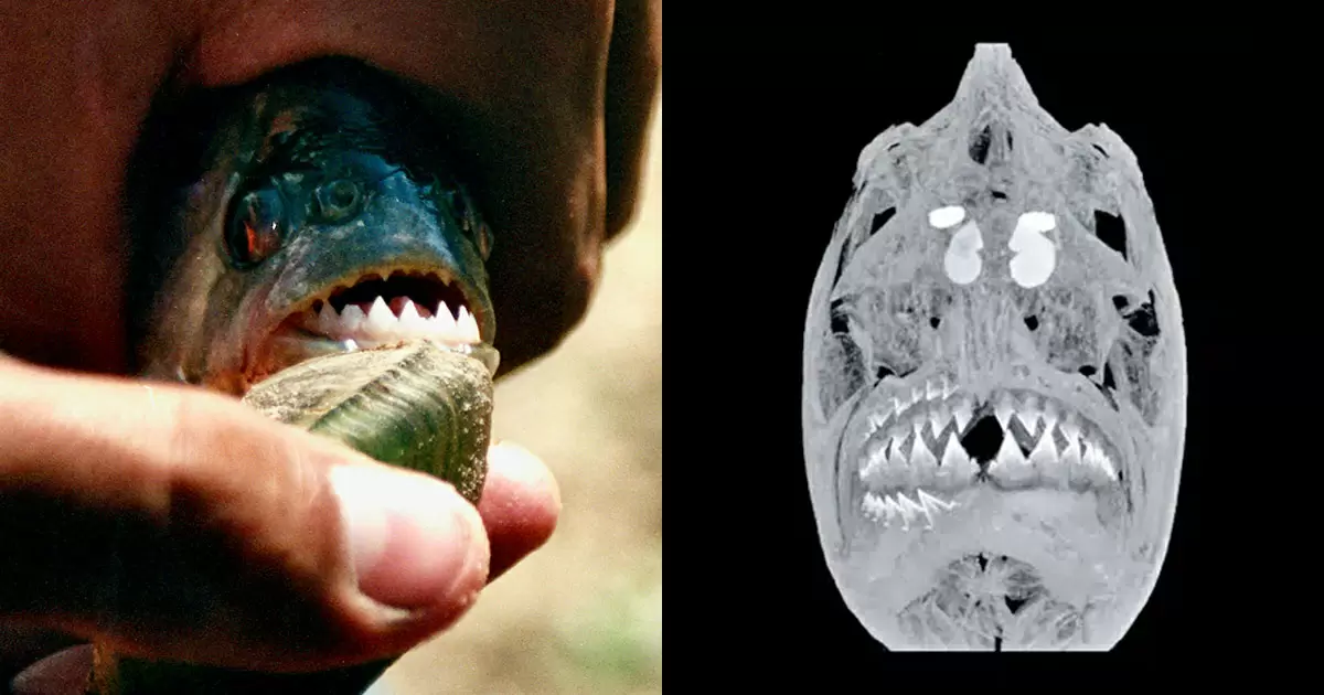 Легенды подводного мира