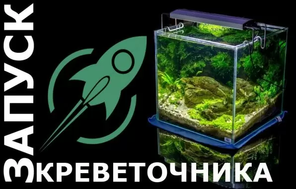Как запустить аквариум с креветками: советы для начинающих
