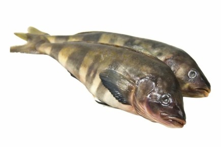 ��� ����������� �������: ������� ���������� �����